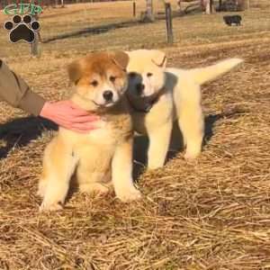 Spot, Akita Puppy