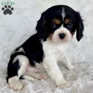 Jared, Cavalier King Charles Spaniel Puppy