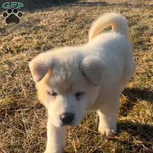 Potato, Akita Puppy