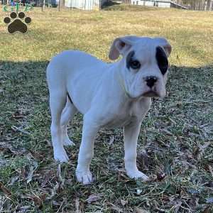 Neill, Boxer Puppy