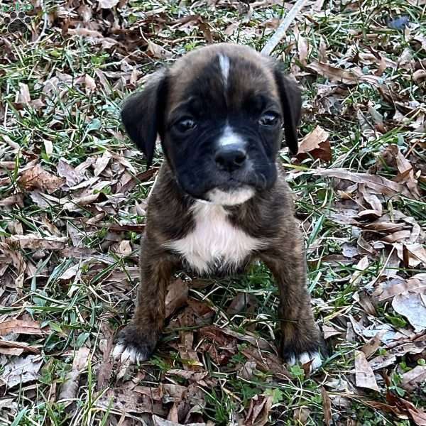 Ozzy, Boxer Puppy