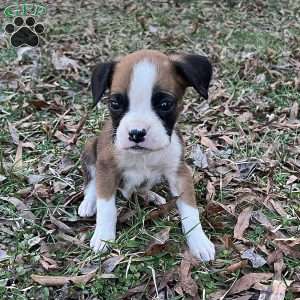 Owen, Boxer Puppy