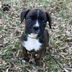 Oscar, Boxer Puppy