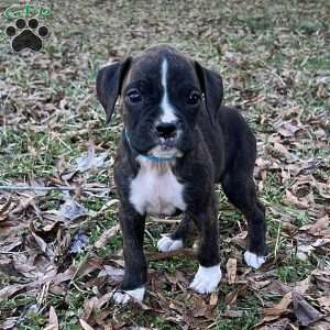 Onyx, Boxer Puppy