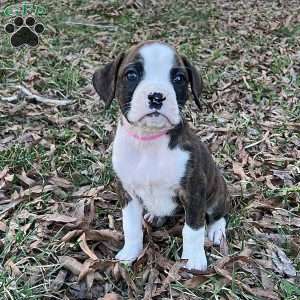 Olivia, Boxer Puppy