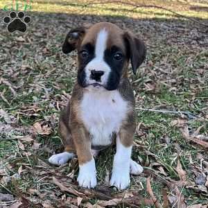 Orlando, Boxer Puppy