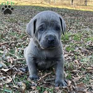 Peyton, Cane Corso Puppy