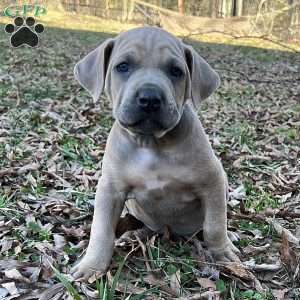 Peanut, Cane Corso Puppy