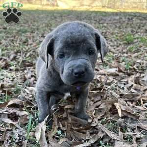 Prince, Cane Corso Puppy