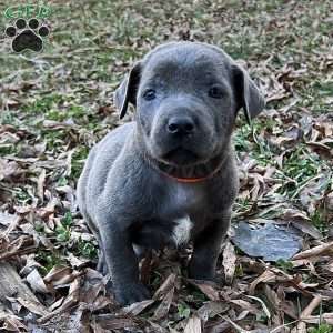 Phoenix, Cane Corso Puppy