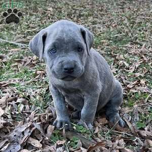 Parker, Cane Corso Puppy