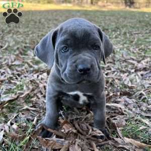 Phoebe, Cane Corso Puppy