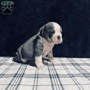 Doser, Beabull Puppy