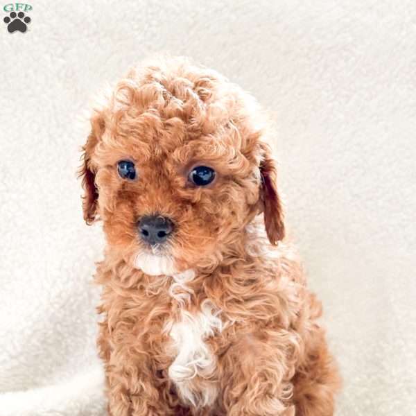 Mocha, Cockapoo Puppy