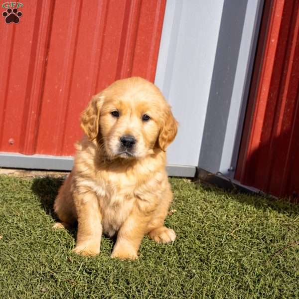 George, Golden Retriever Puppy