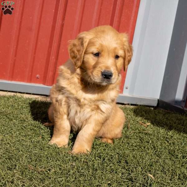 Gerald, Golden Retriever Puppy