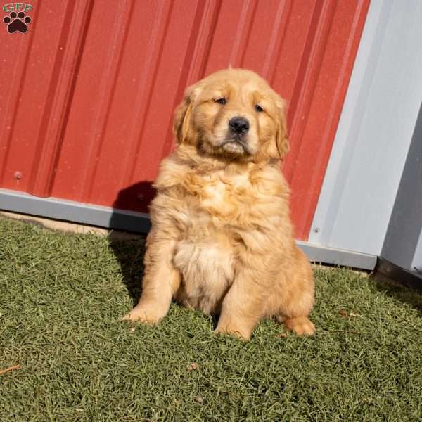 Gideon, Golden Retriever Puppy