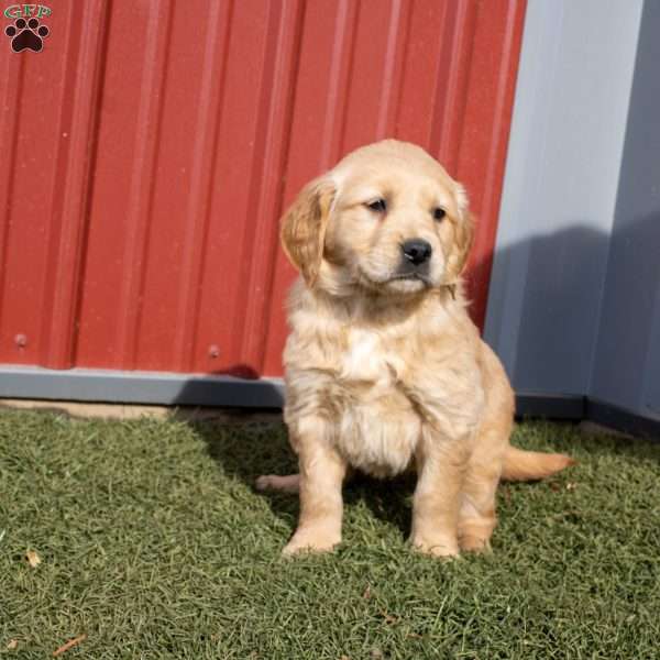 Geneva, Golden Retriever Puppy