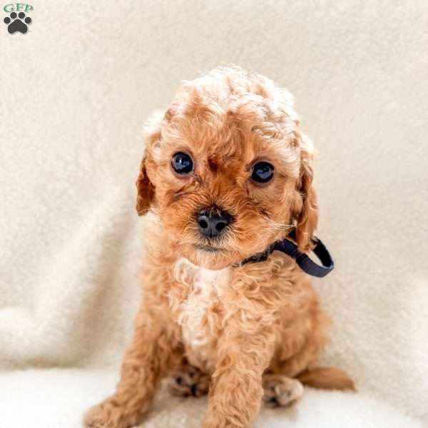 Kona, Cockapoo Puppy