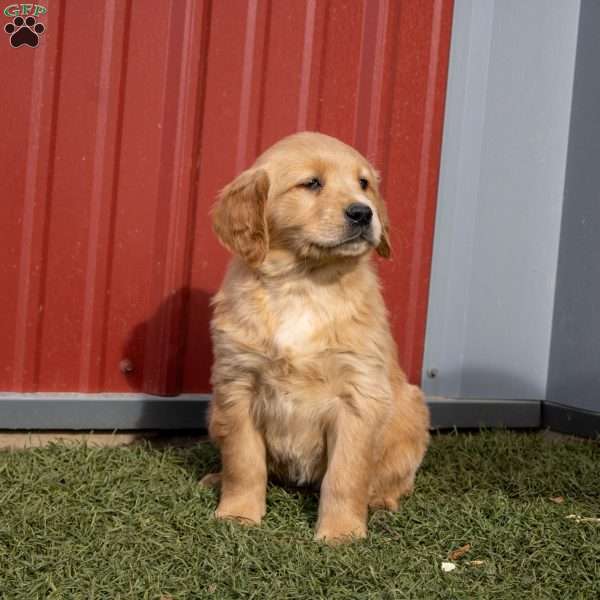 Gladys, Golden Retriever Puppy