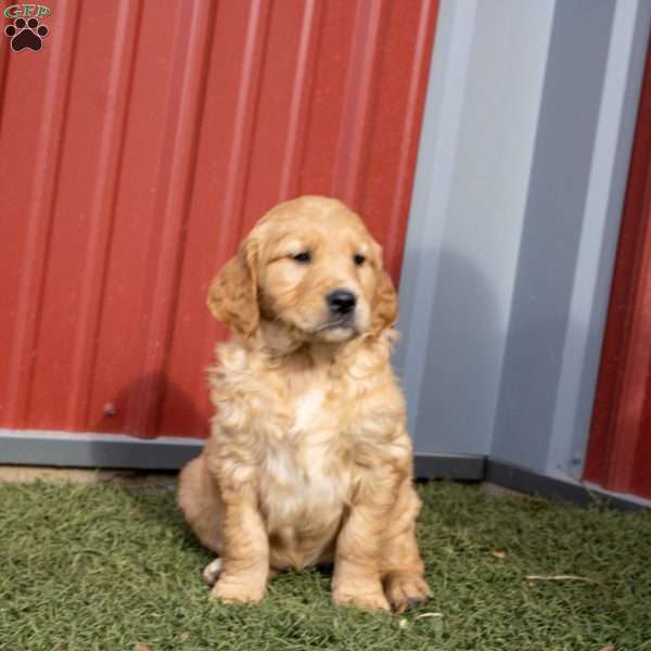 Grace, Golden Retriever Puppy