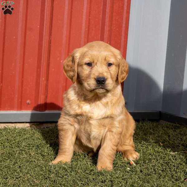 Bailey, Golden Retriever Puppy