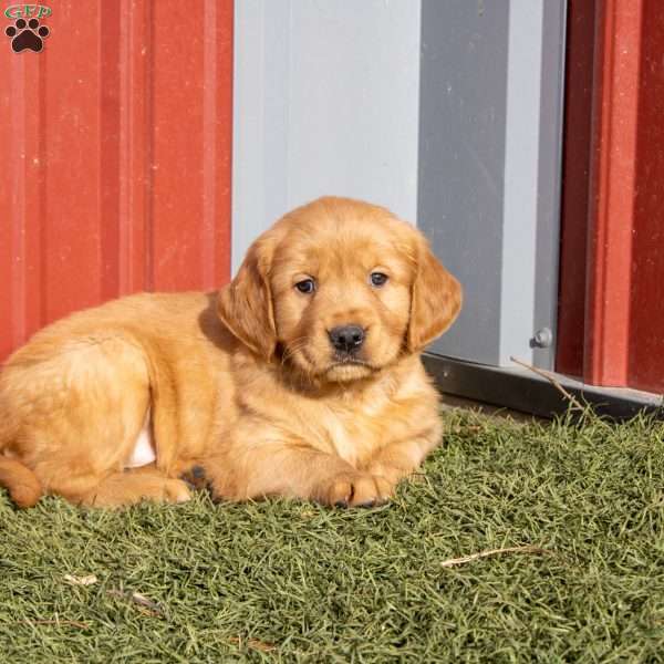 Becky, Golden Retriever Puppy