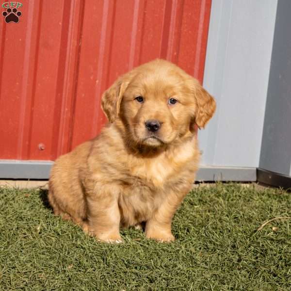 Bertha, Golden Retriever Puppy