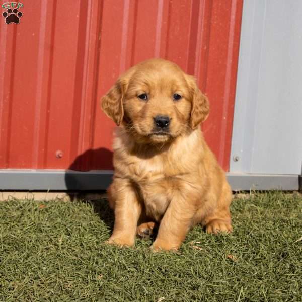 Bethany, Golden Retriever Puppy