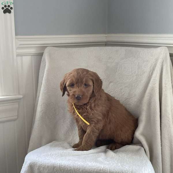 Coco, Goldendoodle Puppy