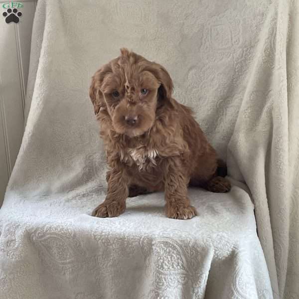 Paris, Goldendoodle Puppy