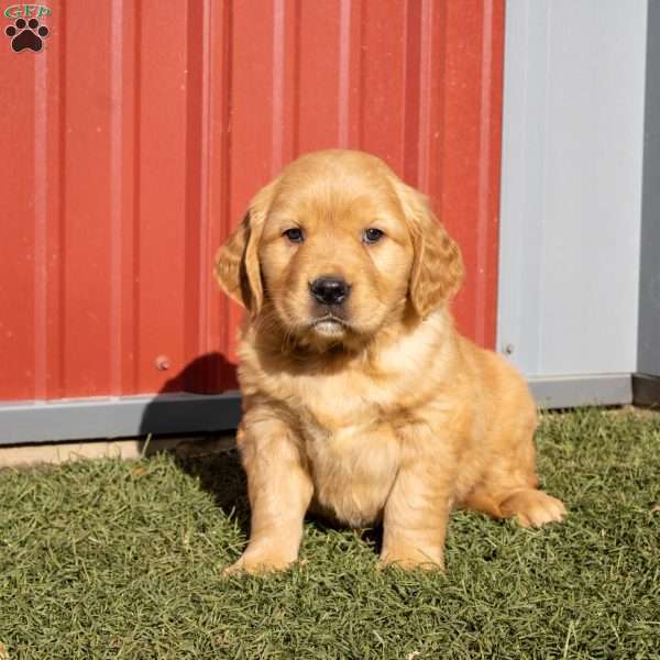 Bruce, Golden Retriever Puppy