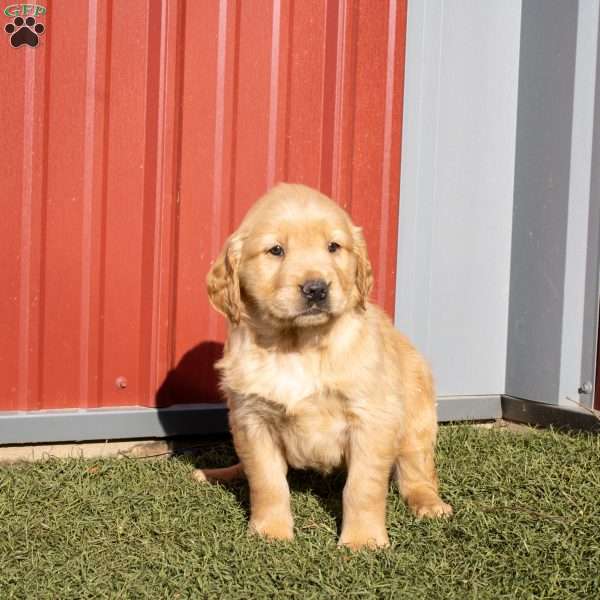 Barbie, Golden Retriever Puppy