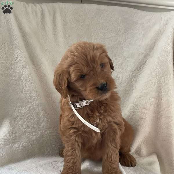 Luna, Goldendoodle Puppy