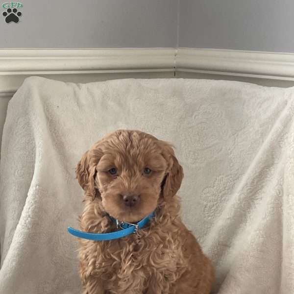 Jalan, Goldendoodle Puppy