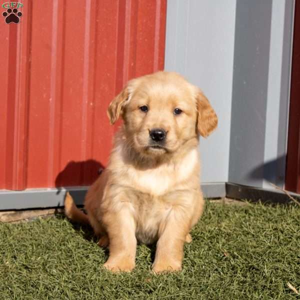 Bella, Golden Retriever Puppy