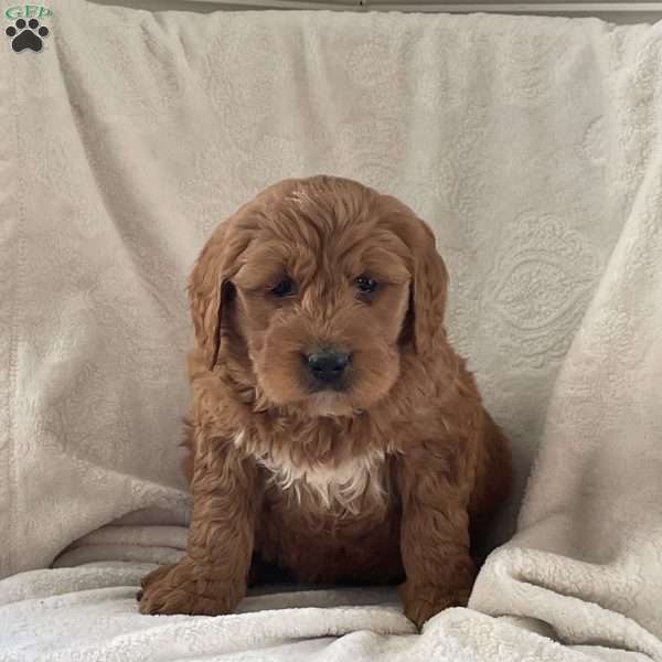 Bailey, Goldendoodle Puppy