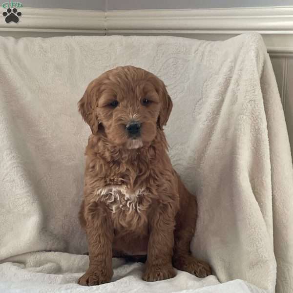 Everest, Goldendoodle Puppy