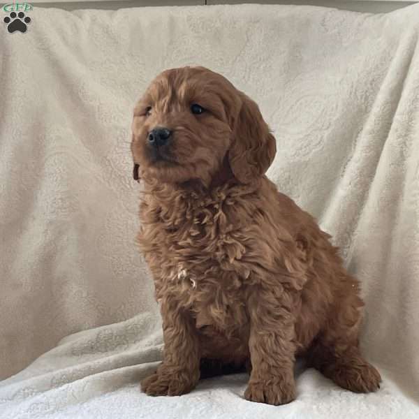 Chase, Goldendoodle Puppy