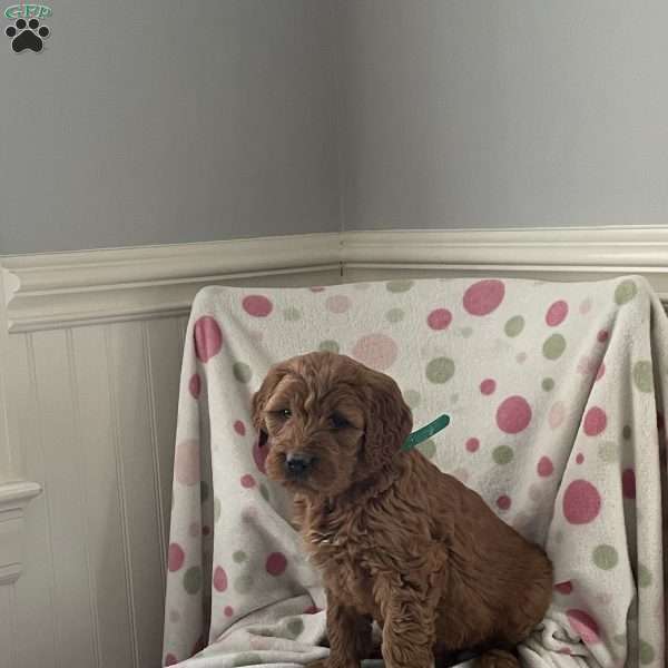 Mia, Goldendoodle Puppy