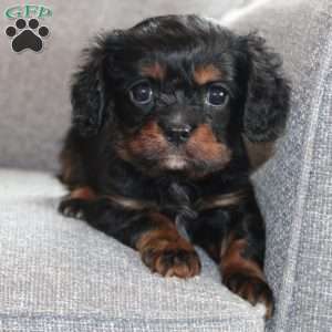 Cooper, Cavalier King Charles Spaniel Puppy