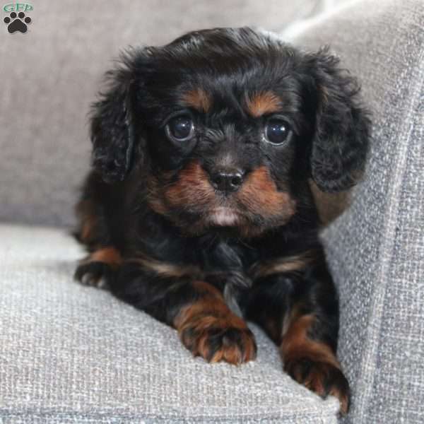 Cooper, Cavalier King Charles Spaniel Puppy