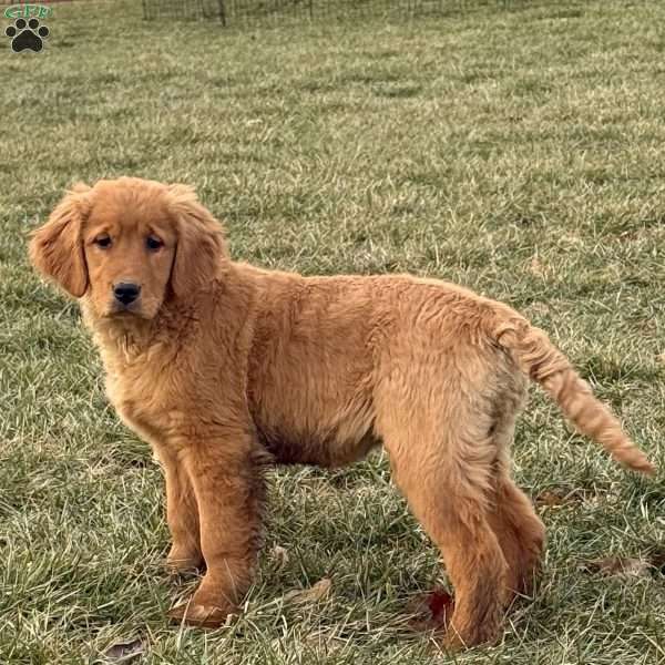 Tiara, Golden Retriever Puppy