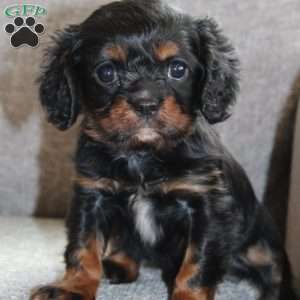 Cooper, Cavalier King Charles Spaniel Puppy