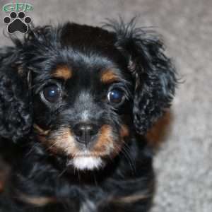 Cooper, Cavalier King Charles Spaniel Puppy