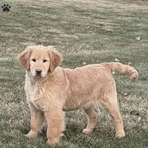 Brinkley, Golden Retriever Puppy