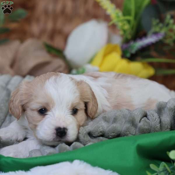 Murphy, Cavachon Puppy