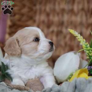 Murphy, Cavachon Puppy