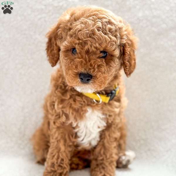 Cappuccino, Cockapoo Puppy