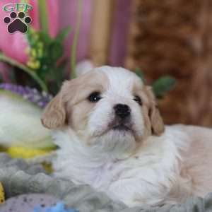 Murphy, Cavachon Puppy